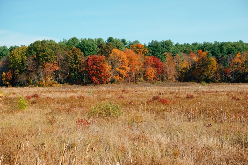 Autumn in cranberry bog Chelmsford, MA USA