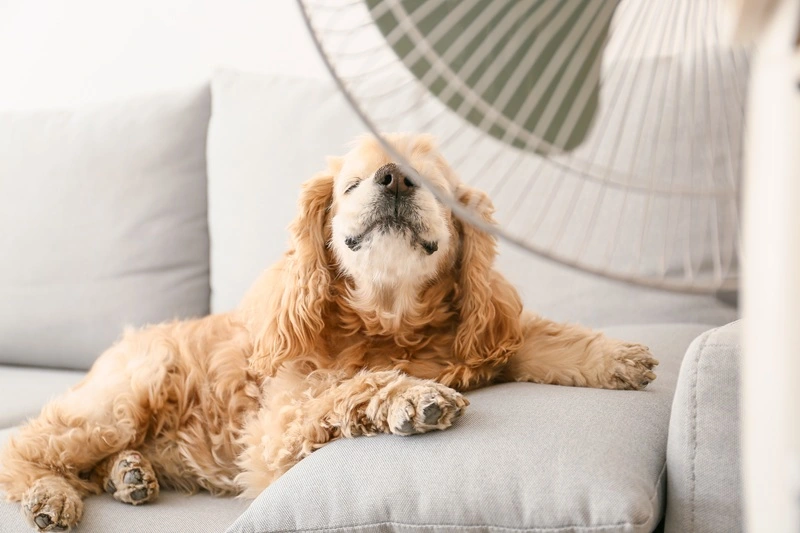 Dog Sitting in Front of Fan Home Comfort Massachusetts