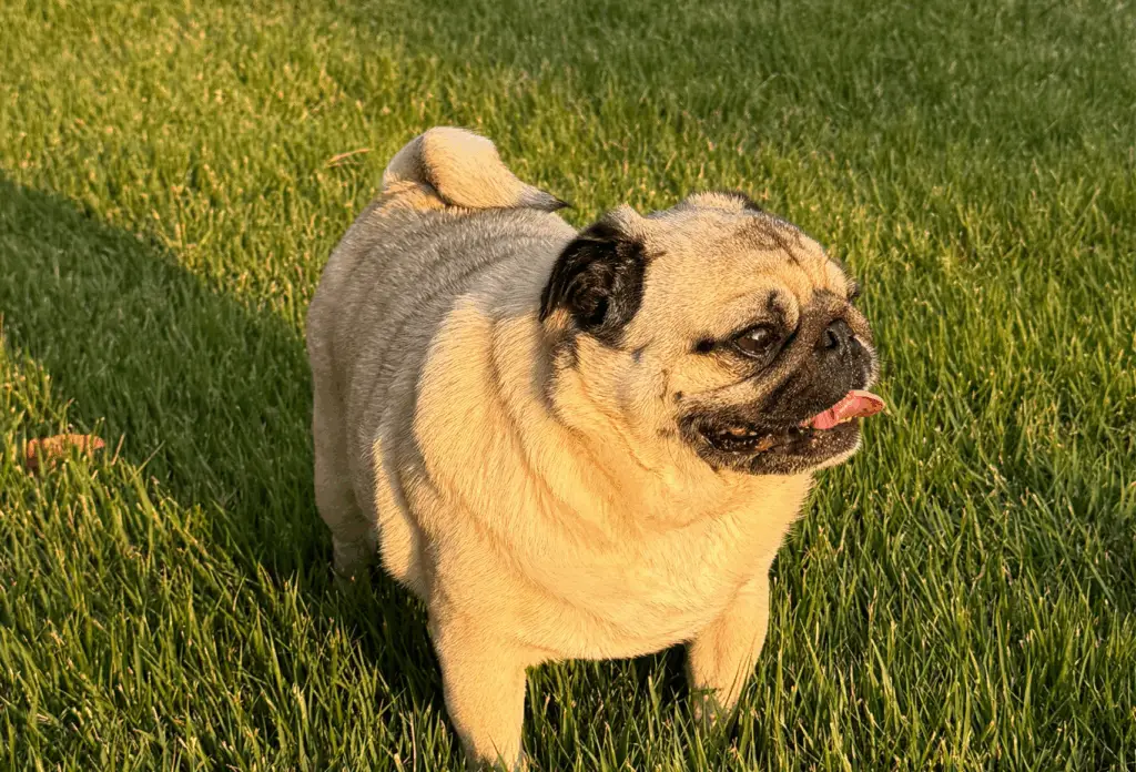 Happy Pug in Grass