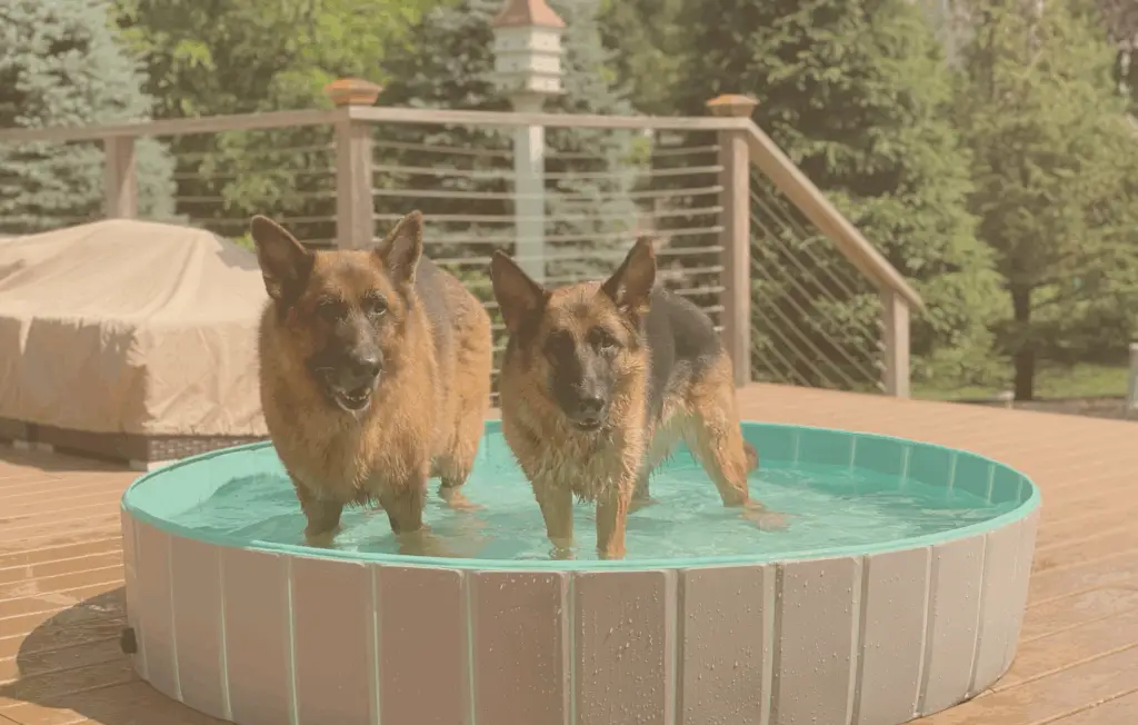 German Shepherds Energy-Saving Tips for Pet Owners with HomeWorks Energy