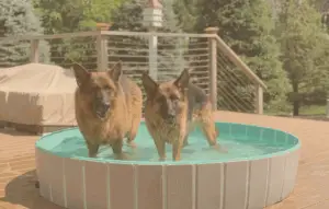 German Shepherds Energy-Saving Tips for Pet Owners with HomeWorks Energy