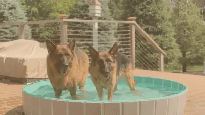 German Shepherds Energy-Saving Tips for Pet Owners with HomeWorks Energy